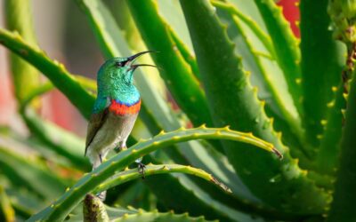 Aloe Vera Drink Myths and Facts: Separating Hype from Health