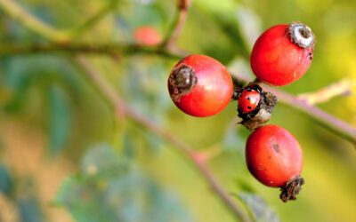 Guarana Benefits: The Secret Superfood for Energy, Focus, and Weight Loss